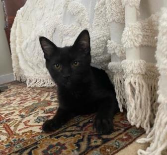 boo cat